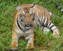 Mangaluru: Nine-year-old tiger ‘Oliver’ of Pilikula Biological Park passes away
